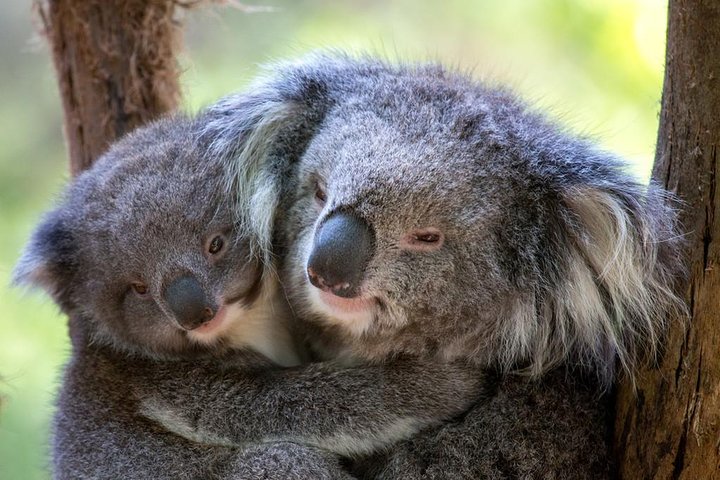 Cuddling koalas.