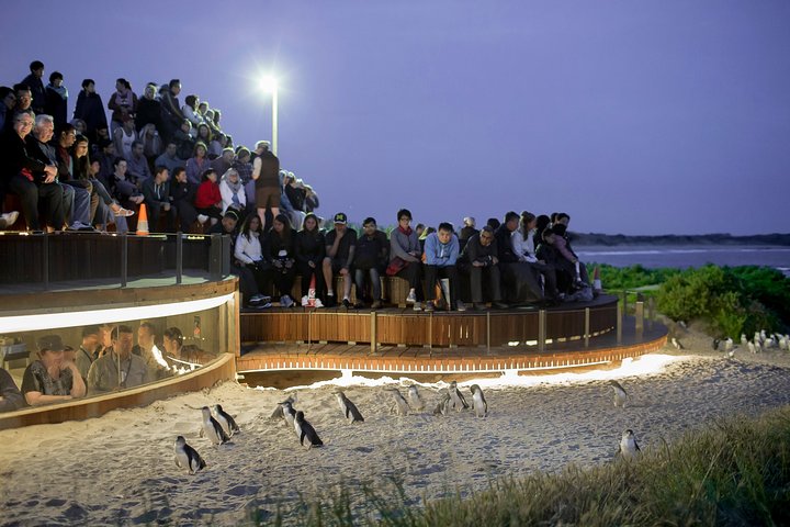 Up close exclusive Penguin Parade Viewing Platform, Phillip Island 