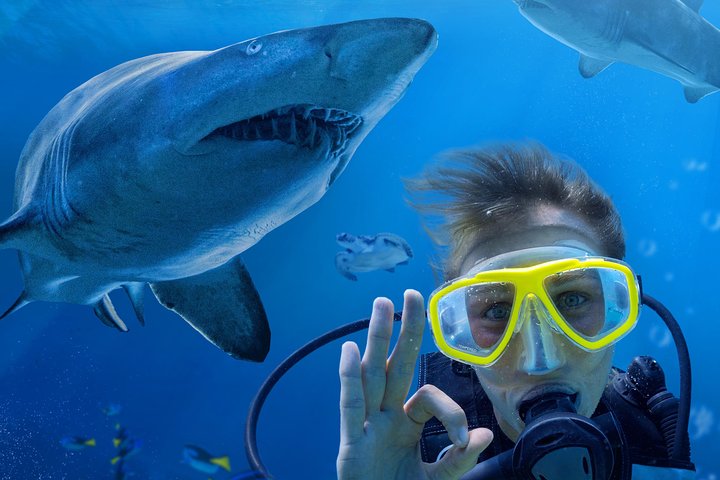 Shark Dive Xtreme