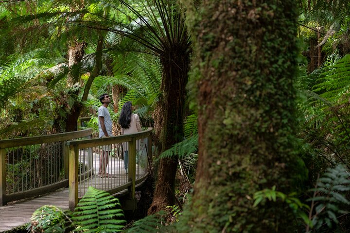 Take a walk on the wild side as we explore the Great Otway National Park and rainforest.