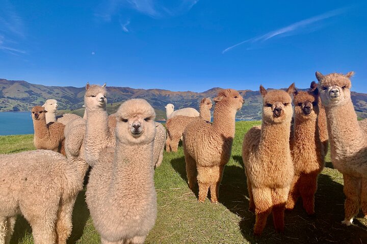 Cute alpacas at Shamarra Alpaca Farm overlooking Akaroa Harbour.