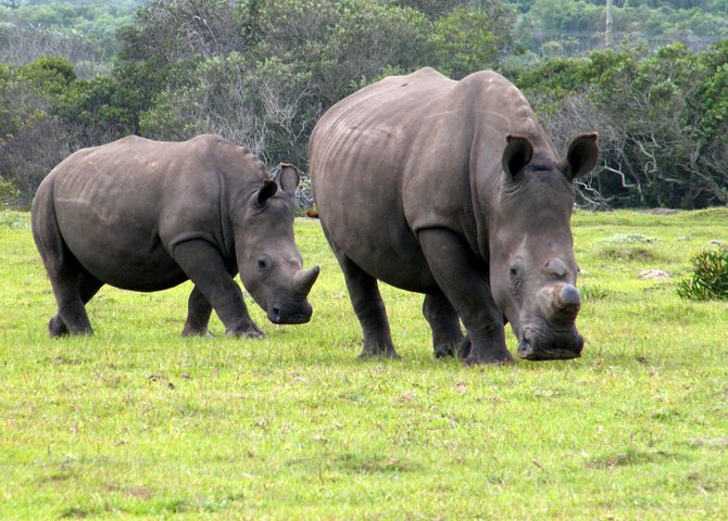 Have the opportunity of seeing Rhinos in the wild