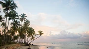 un grup de palmieri pe o plajă lângă un corp de apă în republica dominicană
