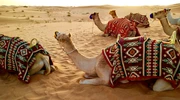 un grup de animale împăiate așezate deasupra unui pat în emiratele arabe unite