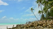 un grup de palmieri pe o plajă de nisip în zanzibar