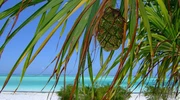 o plajă cu un palmier în zanzibar