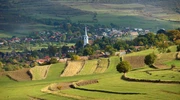 o turmă de oi care pășeau pe un câmp verde luxuriant în românia