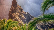 un grup de palmieri pe marginea unui munte în tenerife