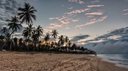 un grup de palmieri pe o plajă în republica dominicană
