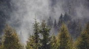 o pădure cu fum ieșind din ea în românia