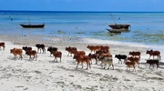 o turmă de vite care se plimbă pe o plajă lângă apă în zanzibar