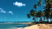 un grup de palmieri pe o plajă în republica dominicană