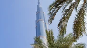 un grup de palmieri lângă un copac în emiratele arabe unite