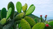 un prim plan al unui cactus în tenerife