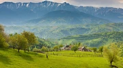 o turmă de vite care pășunea pe un câmp verde luxuriant în românia