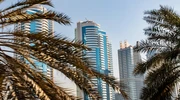 un palmier în emiratele arabe unite