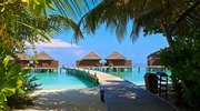 un grup de palmieri lângă un corp de apă în maldive