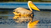 o pasăre așezată deasupra unui corp de apă în românia
