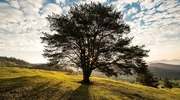 un copac într-un câmp ierbos în românia