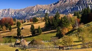 o turmă de vite care pășunea pe un câmp verde luxuriant în românia