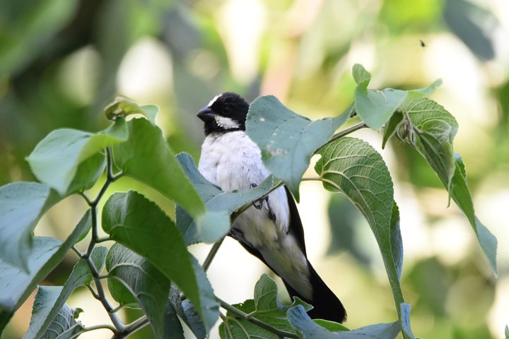 Lined seedeater - Botanical Garden