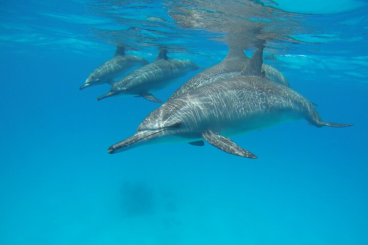 Diving and Snorkelling in Marsa Alam at Dolphin House