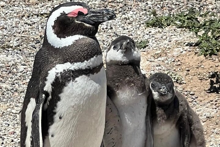 little Baby - Punta Tombo 