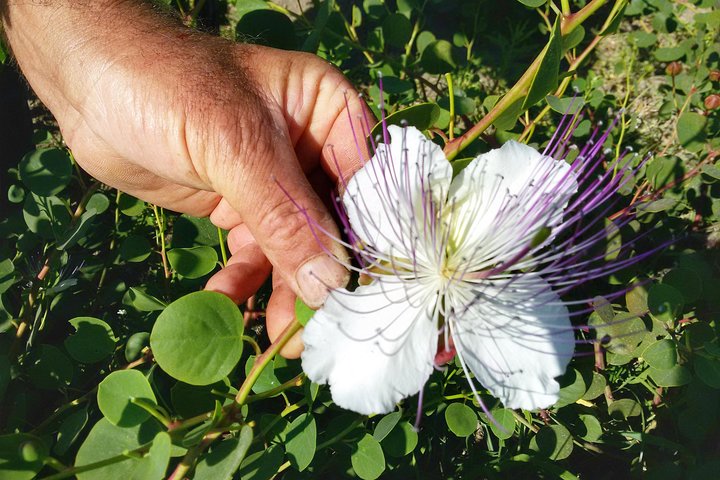 The caper flower