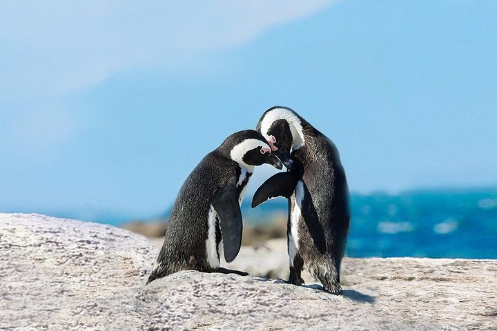 African Penguins at Boulders Beach