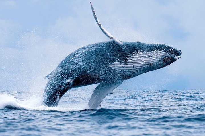 Hermanus whale watching