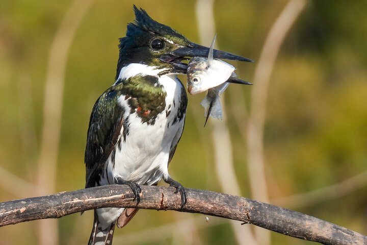 Amazon Kingfisher