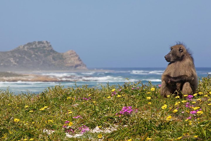 Cape Point_Baboon