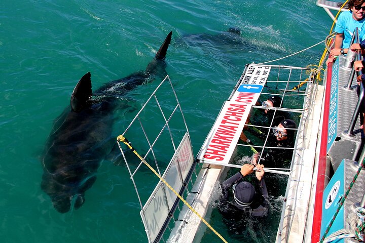 Gansbaai Shark Cage Diving