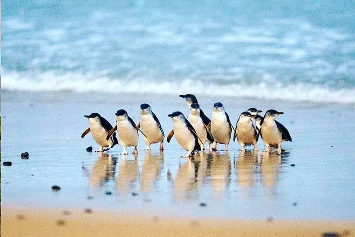 Penguin Parade