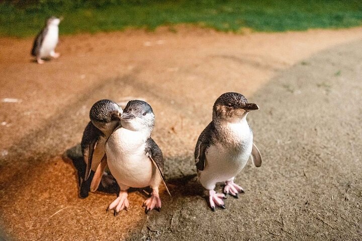 Our Little Penguins