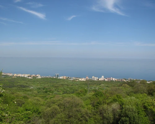 o turmă de oi stând deasupra unui câmp verde luxuriant în nisipurile de aur