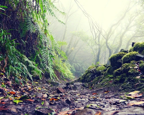 o cascadă într-o pădure în tenerife