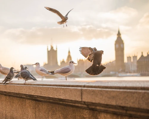 o pasăre care zboară în aer în londra