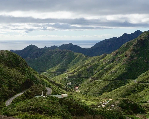 un prim plan al unui deal verde luxuriant în tenerife