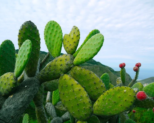 un prim plan al unui cactus în tenerife