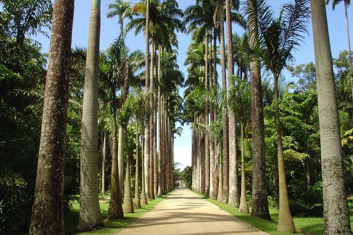 Botanic Garden - Imperial Palm Trees