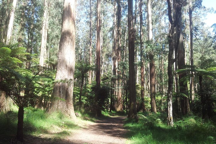 Explore the majestic forest of Dandenong Ranges