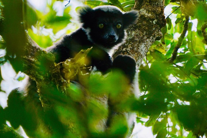 the famous indri indri