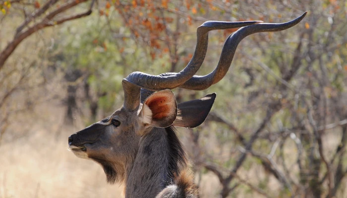 Drifters: Botswana Explorer Maun - Victoria Falls (circuit 11 nopti) by Perfect Tour