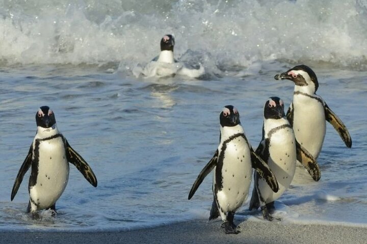 Boulders Beach Penguins