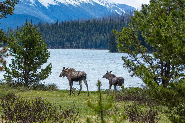 Moose duo walking along Maligne Lake shoreline