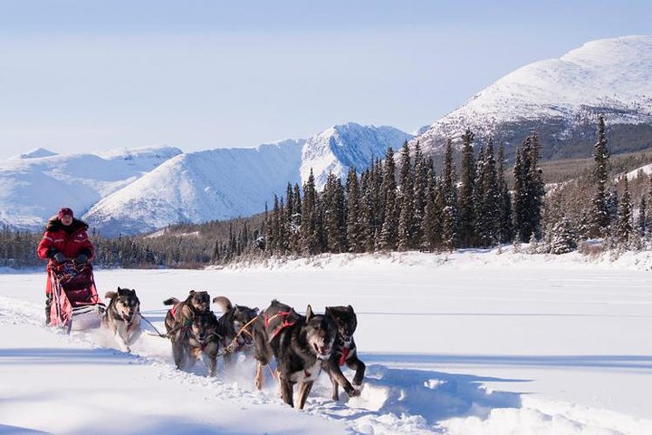 Breathtaking Dog Sledding