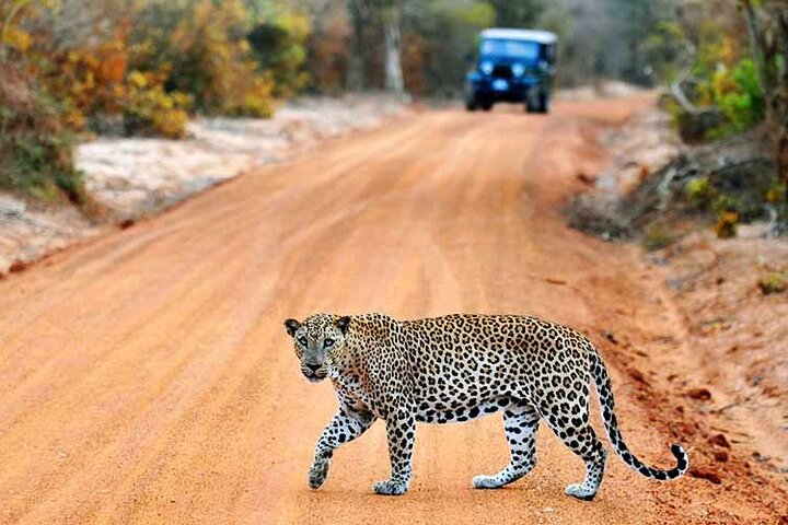 Wilpattu National Park Safari