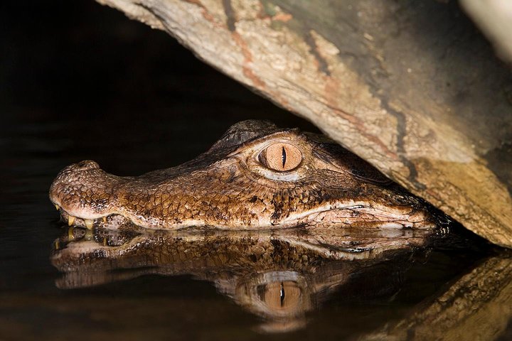 Alligators 