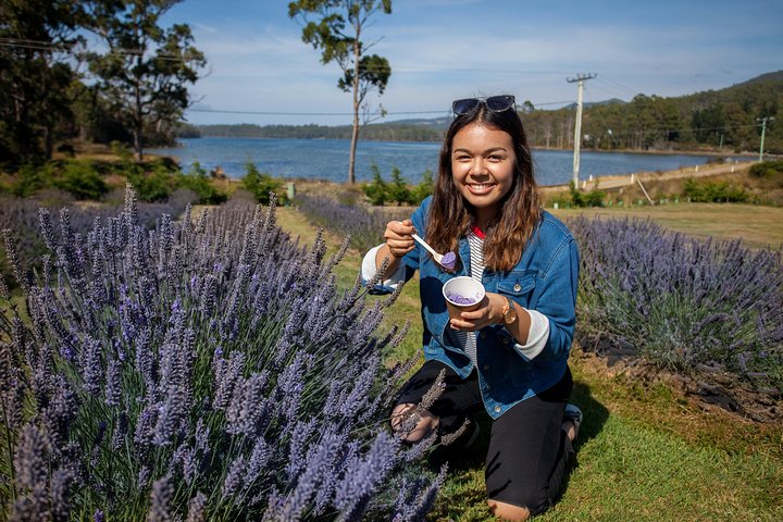 Lavender Farm